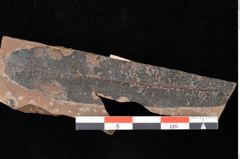 Foto (Detailsansicht) von Quercus palaeoilex Ettingshausen (NHMW-GEO-2024-0188-0790)